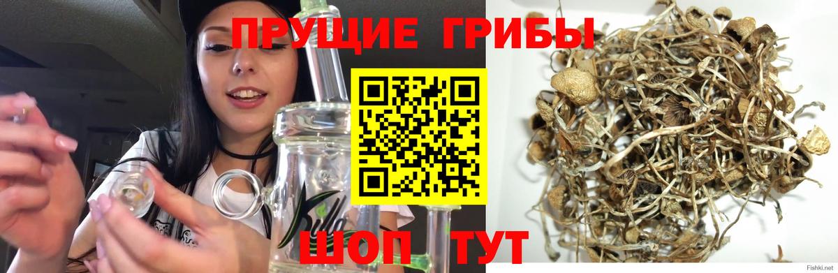 Псилоцибиновые грибы MAGIC MUSHROOMS  Вход с VPN  Галлюциногенные грибы GOLDEN TEACHER  Каменск-Шахтинский 